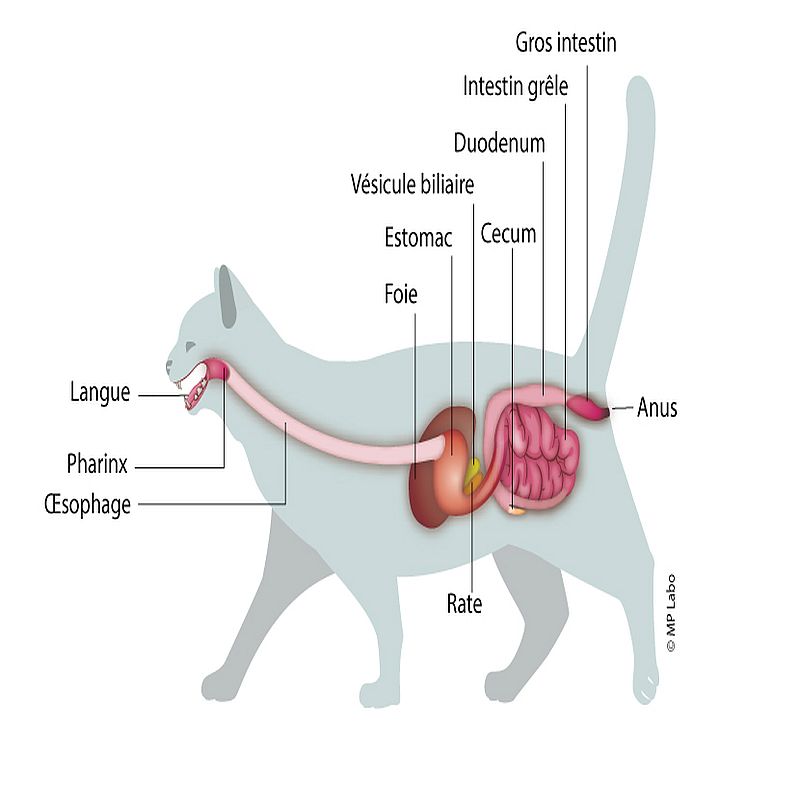 Digestion - intestins